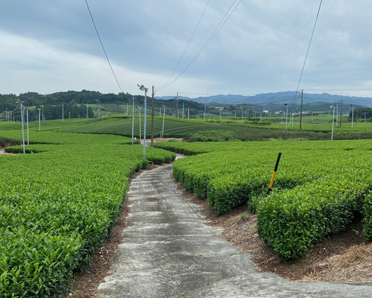 matcha arbata is Japonijos