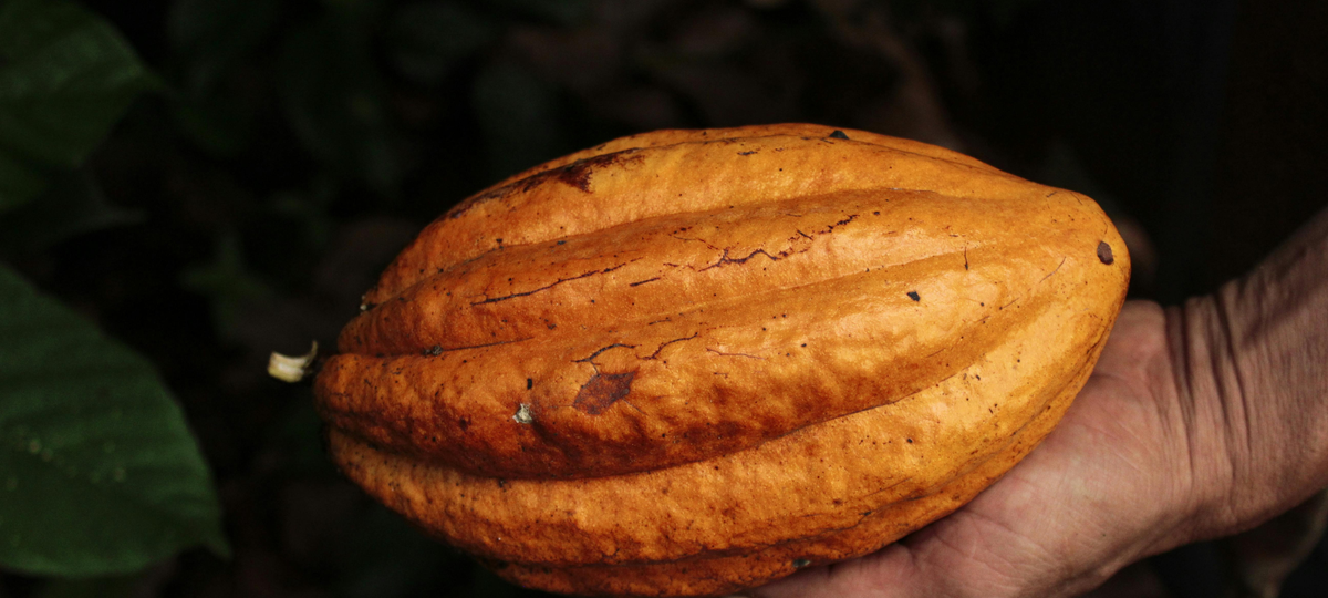 Pura Vida