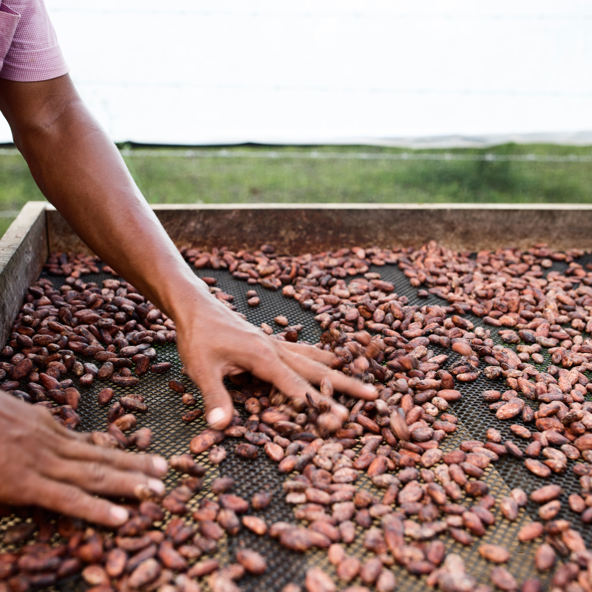 kakavos pupelės iš Kosta Rikos 
